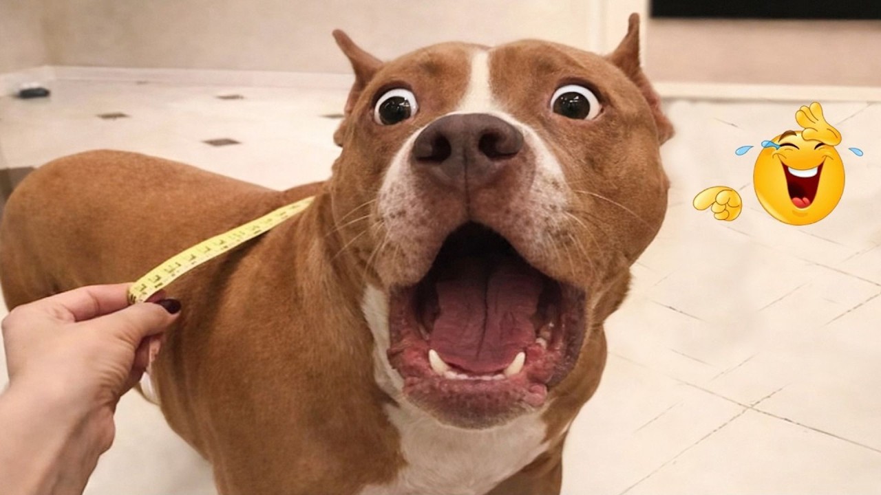 You Can&rsquo;t Stop Laughing At These Dogs 🤣 FUNNIEST DOGS Video 2026