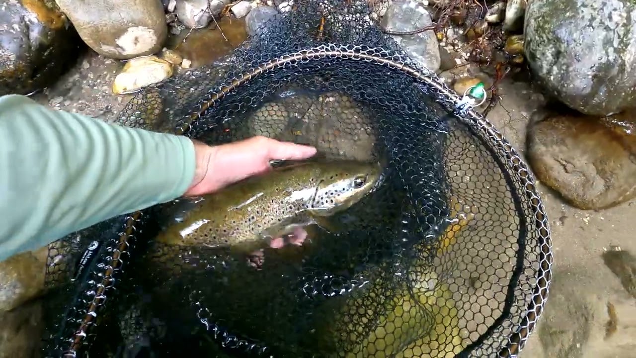 Pêche à la mouche - Entrainement - Ludovic Briet, Moniteur-Guide de pêche en Haute-Savoie