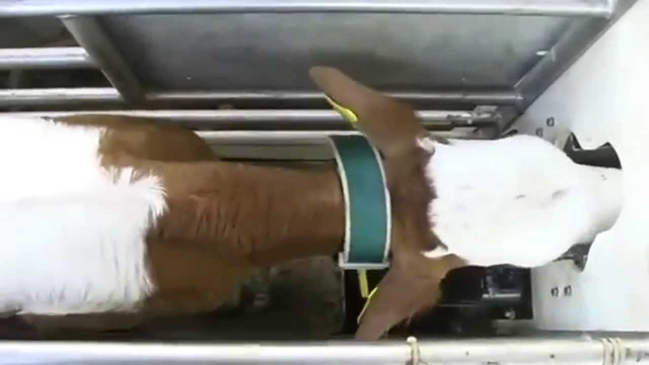 Förster-Technik Automatic Calf Feeder (English)