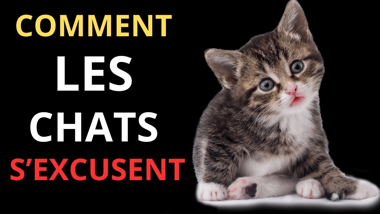 😿❤️ Ton chat a essayé de s’excuser et tu ne l’as même pas remarqué : voici comment le reconnaître