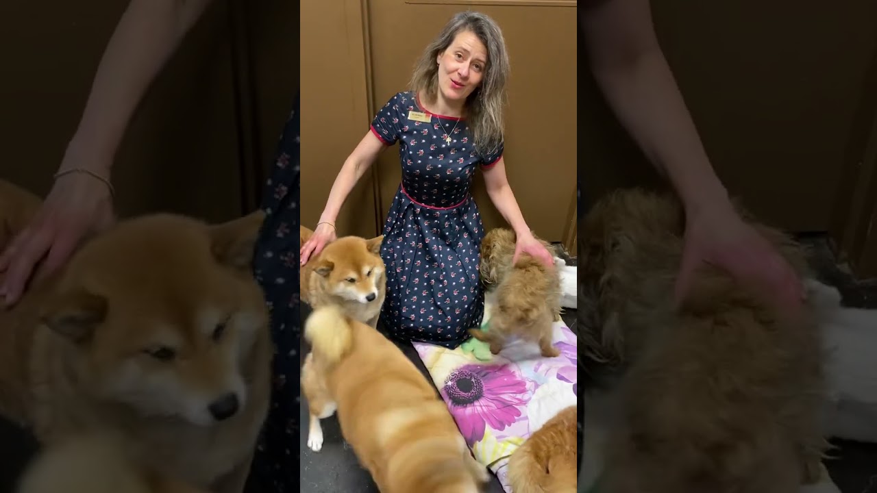 Dr Schell demonstrates more Tui Na Massage techniques for pets 🤗❤️🐶🐈❤️