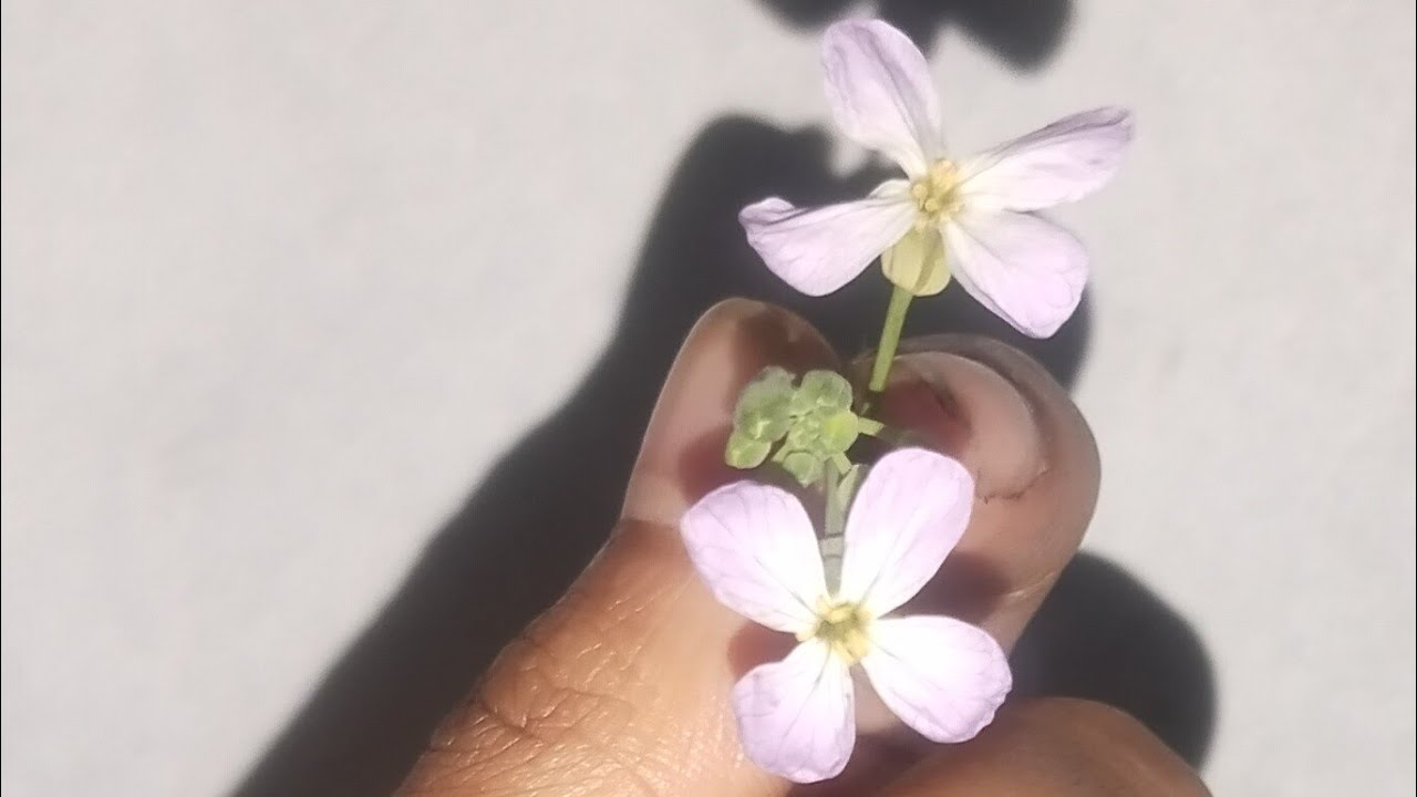 আসসালামু আলাইকুম