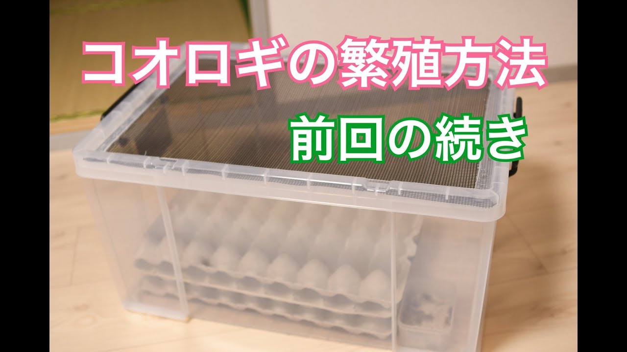 コオロギの繁殖　卵管理〜初令育て方編