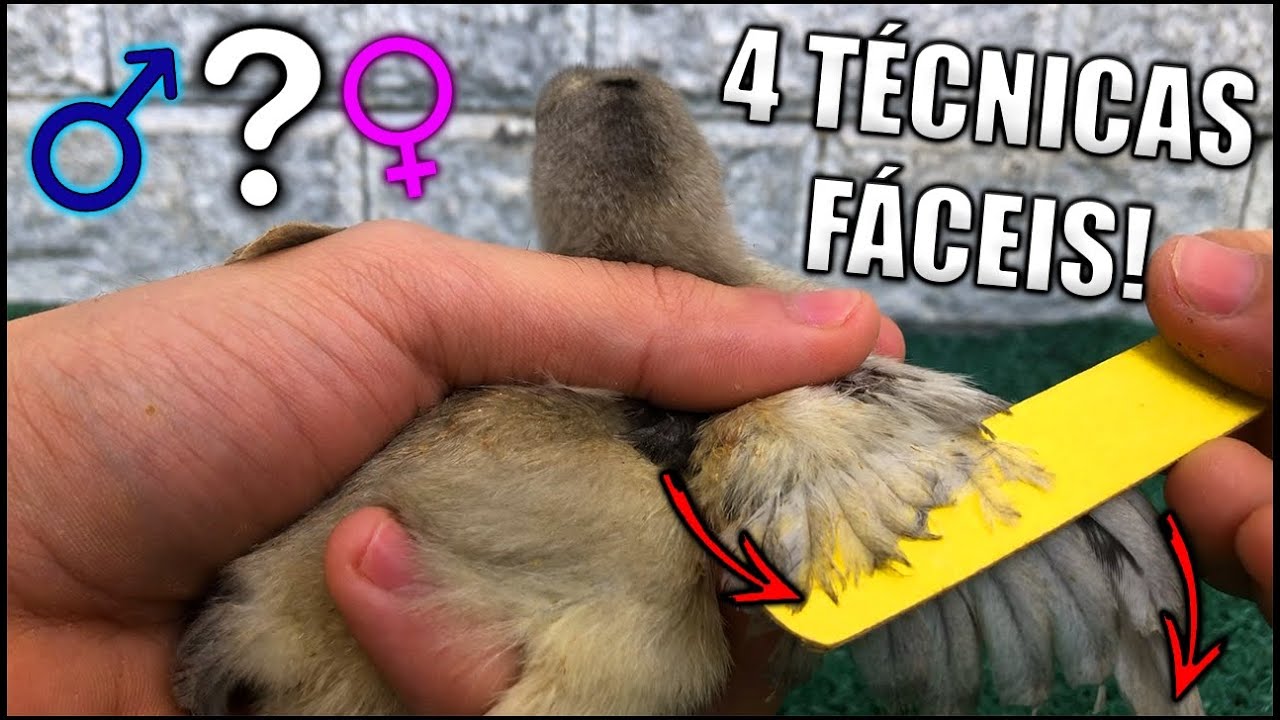 4 TÉCNICAS PARA DIFERENCIAR SE UM PINTINHO É MACHO OU FÊMEA | Zoológico Em Casa