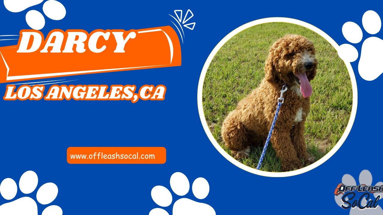 Moyen Poodle Training | Darcy | Los Angeles, CA