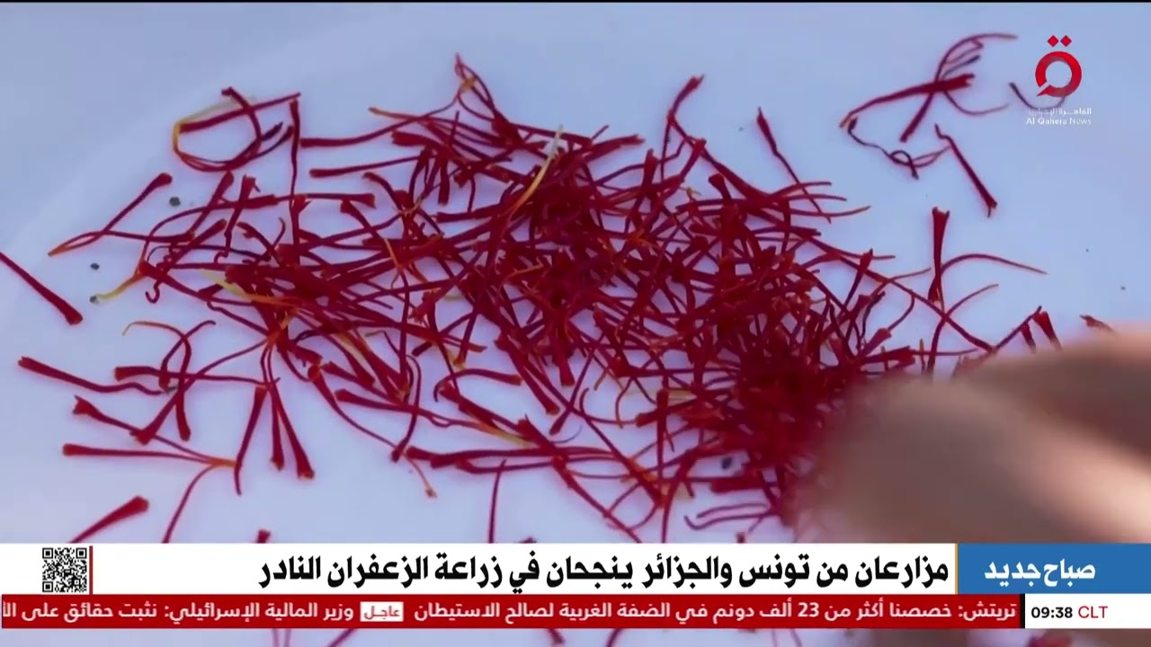 مزارعان من تونس والجزائر ينجحان في زراعة الزعفران النادر