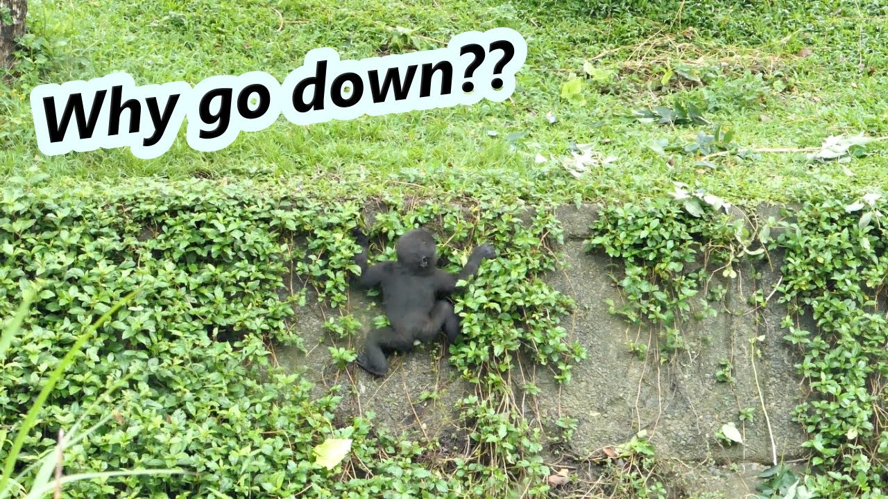Little gorilla /Why did Ringo keep going down groove? 😀/ 為何小金剛猩猩Ringo一直要下深溝?