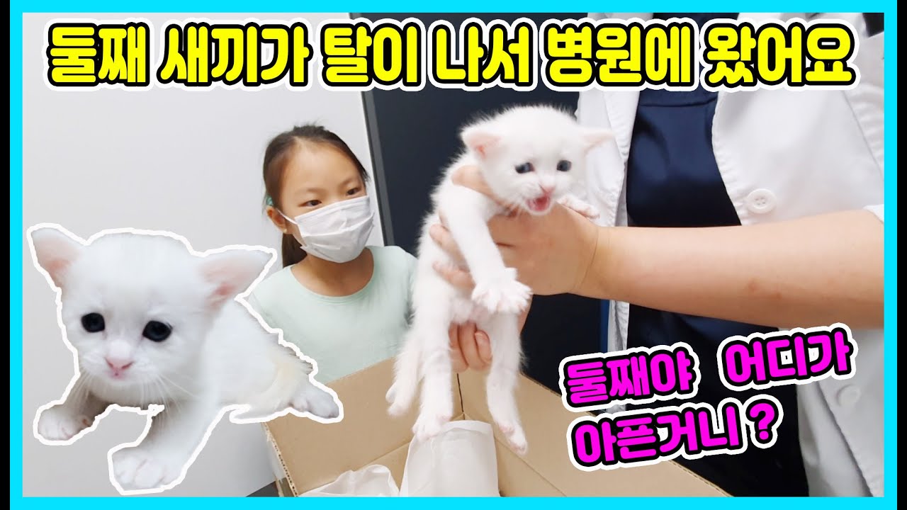 어떡하죠? 고양이 밀크 둘째 새끼가 갑자기 아파서 동물병원에 갔어요! ㅠㅠ 왜 갑자기 탈이 나서 아플까요? 먼치킨 나폴레옹 아기에요~ [사랑아놀자 LOVE&TORY]
