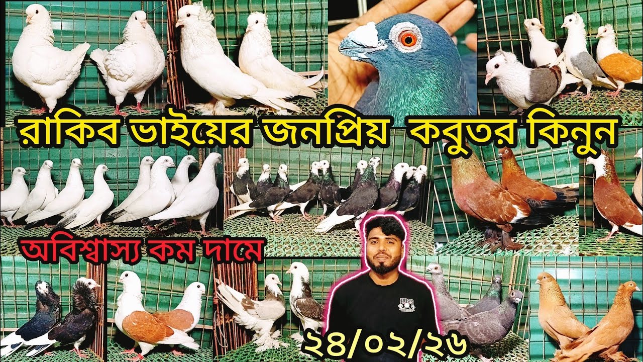 রাকিব ভাইয়ের জনপ্রিয় কবুতর কিনুন অবিশ্বাস্য কম দামে | pigeon video | কবুতর |