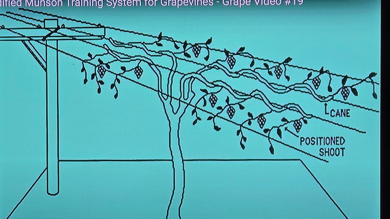 establishing cordons on 2 year old concord grapevines on a modified munson trellis.