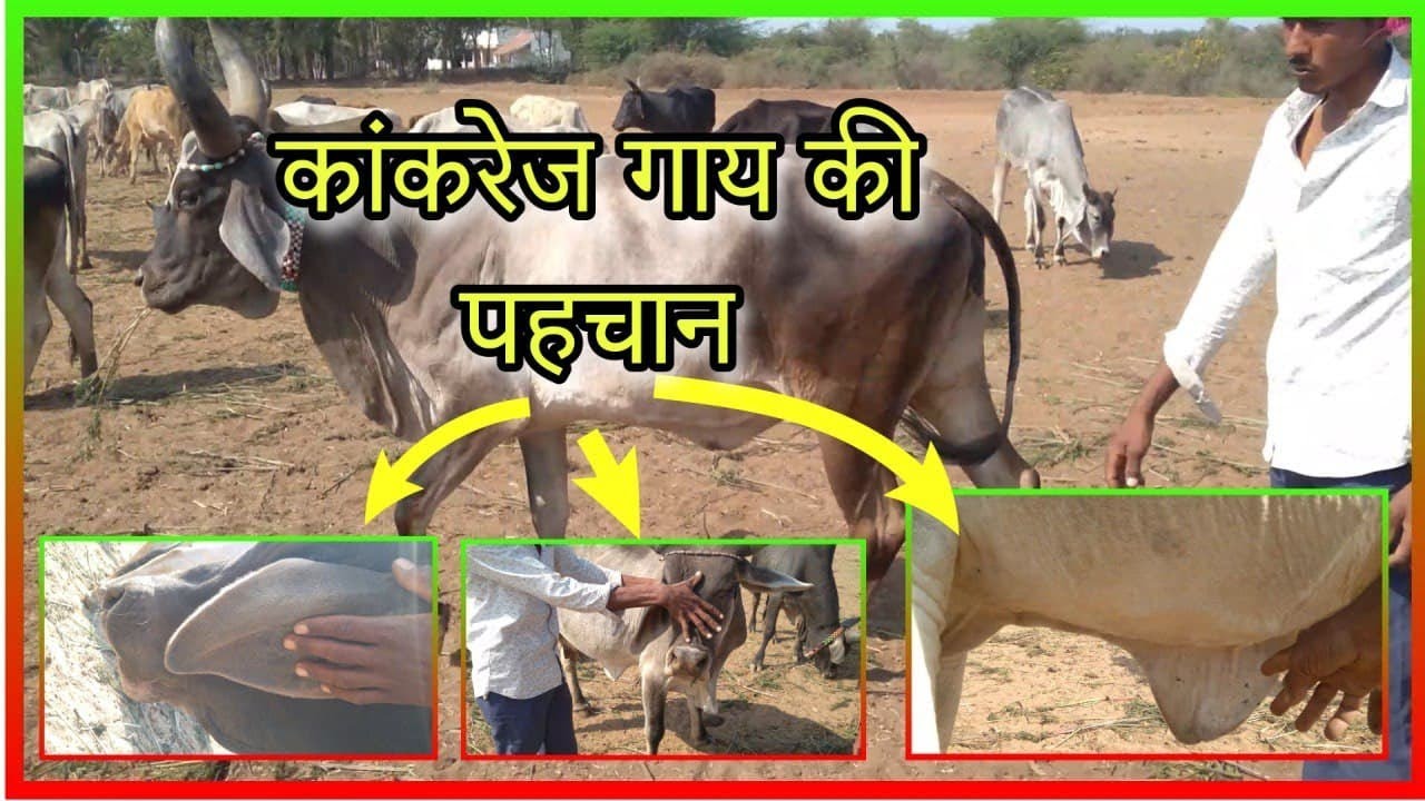 कांकरेज गाय की पहचान , कच्छ की कांकरेज गाय की पहचान जानते हैं कच्छ के ग्वालो से #Kankrejcow