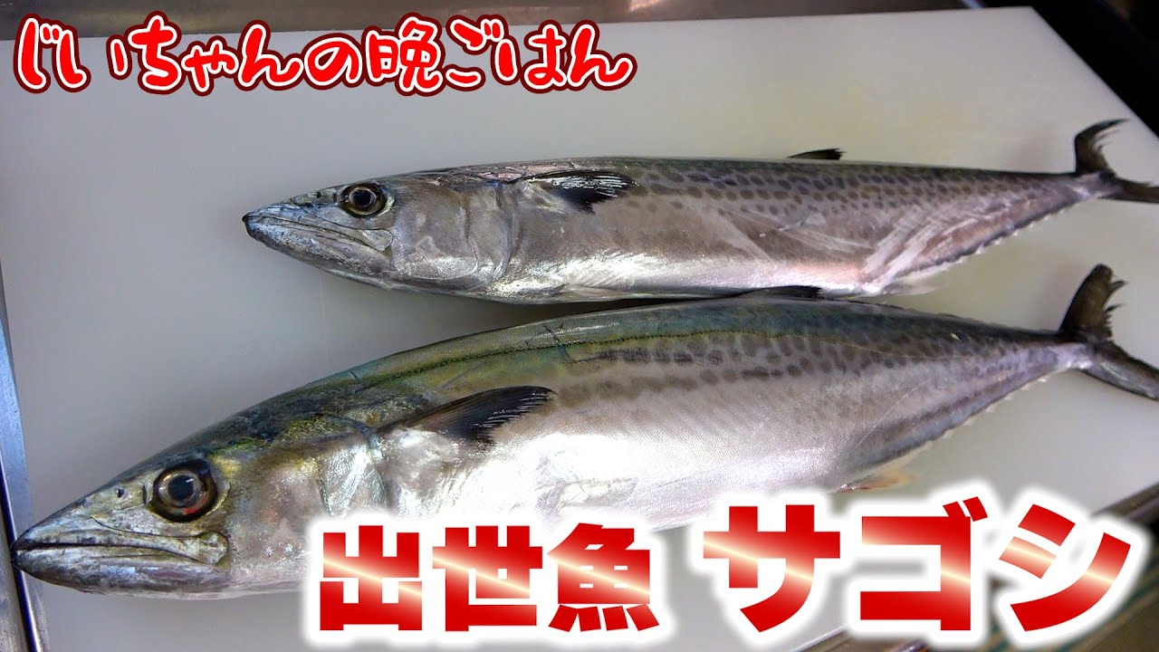 【出世魚】にしやん会長が釣ってきたサゴシを捌いていくよ！