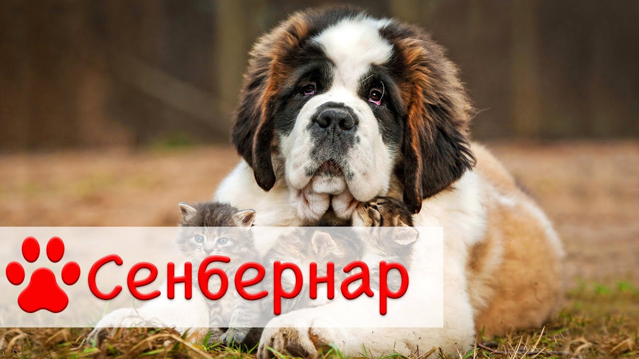 Сенбернар | Все о породе собак Сенбернар