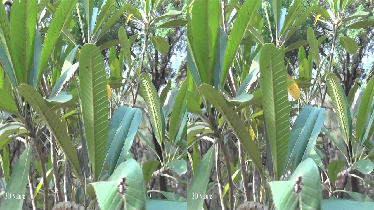 TREE in VR 3D