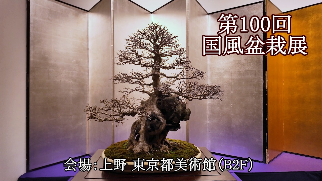 第100回国風盆栽展(後期 B2F) = 主催：日本盆栽協会 = [4K] The 100th Kokufu Bonsai Exhibition (Part2 B2F)