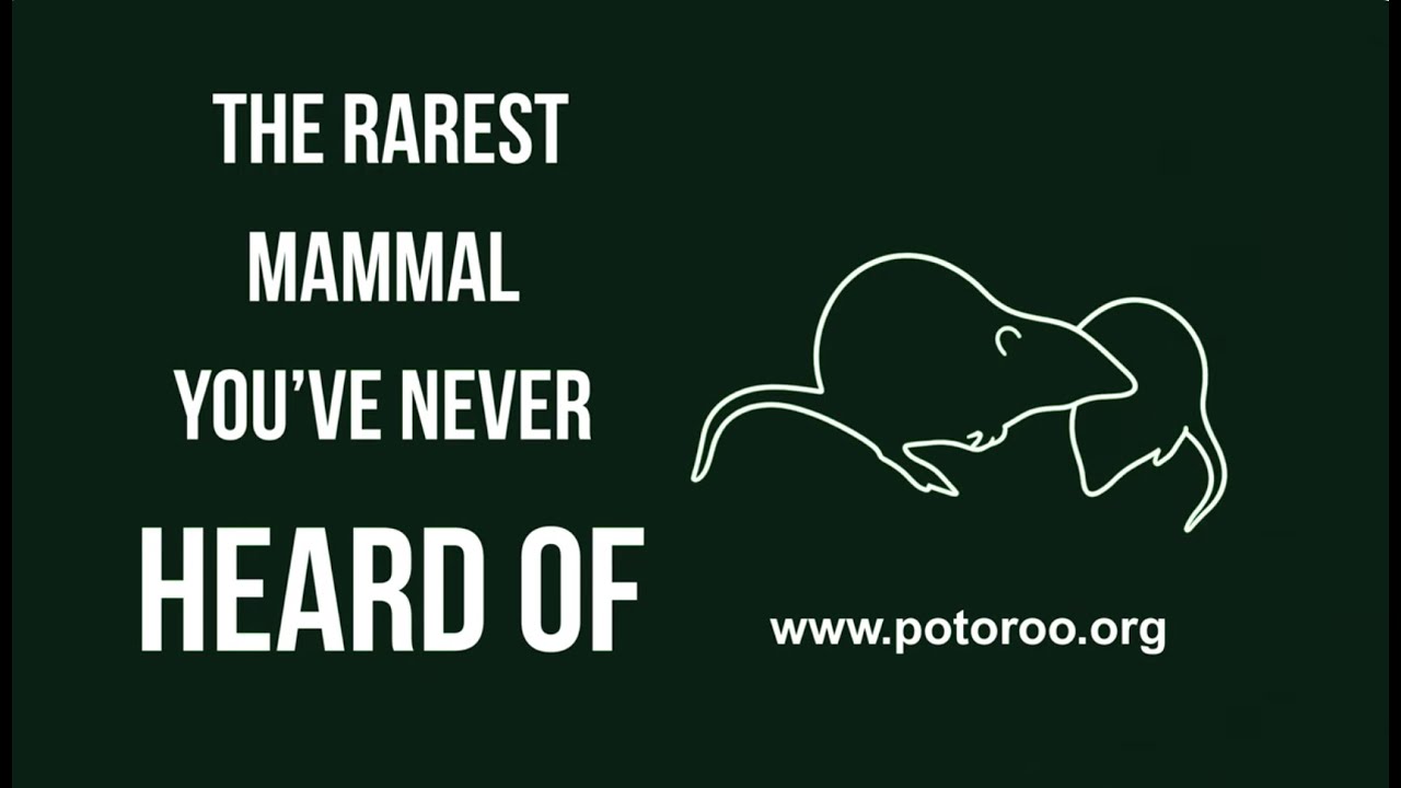 The Rarest Mammal You&rsquo;ve Never Heard Of