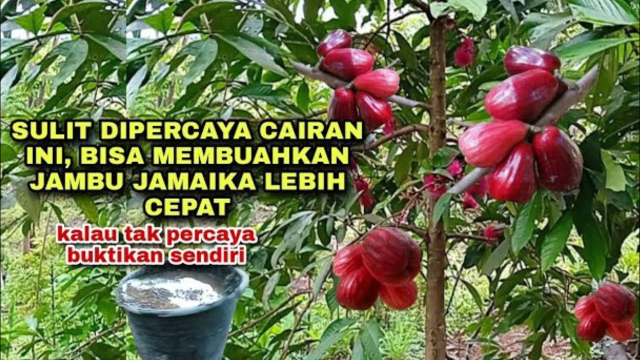 Cara ampuh membuahkan jambu bol jamaika dengan cepat hanya pake pupuk cair ini