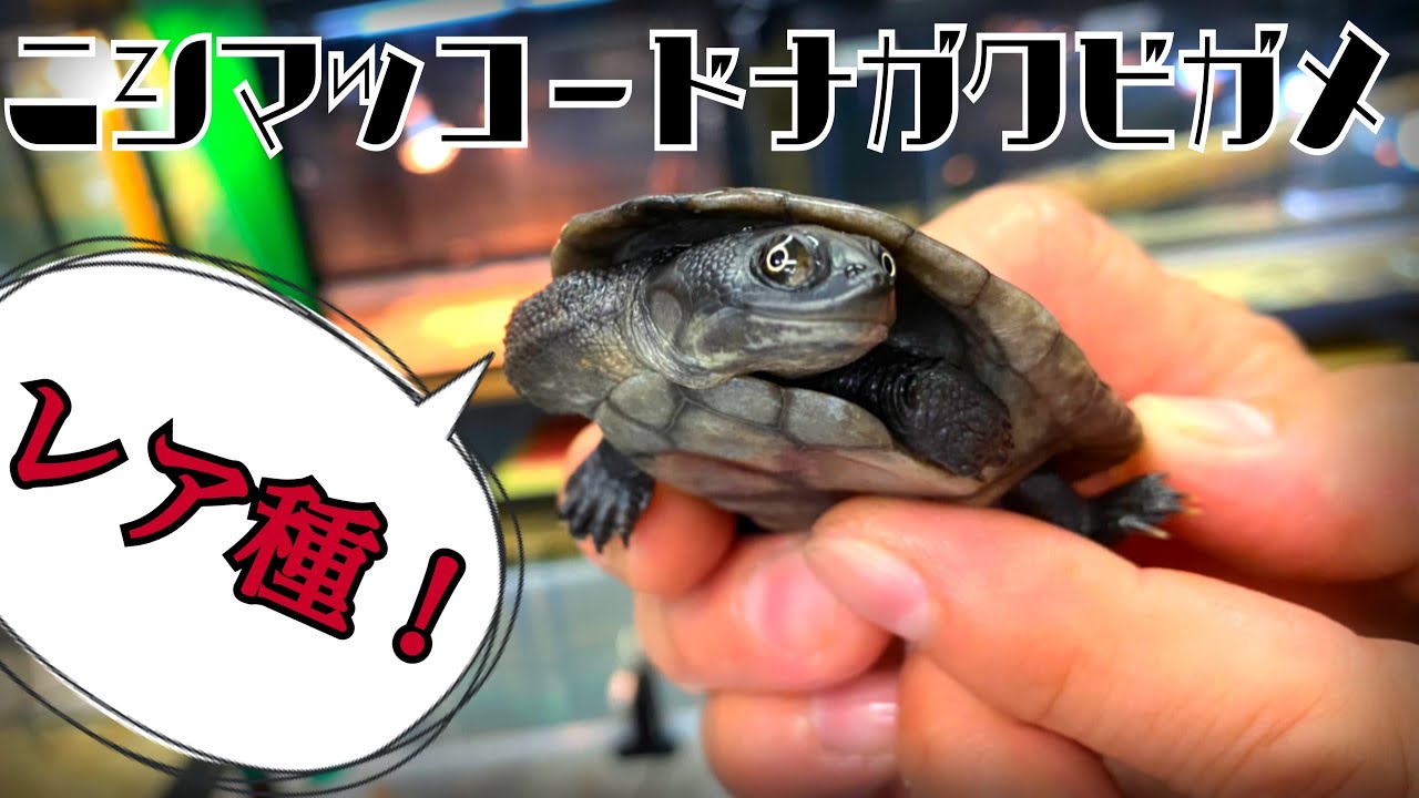 【レア⚡️ニシマッコードナガクビガメ】宇宙規模🌏番外編🪐【ミズガメ〜】