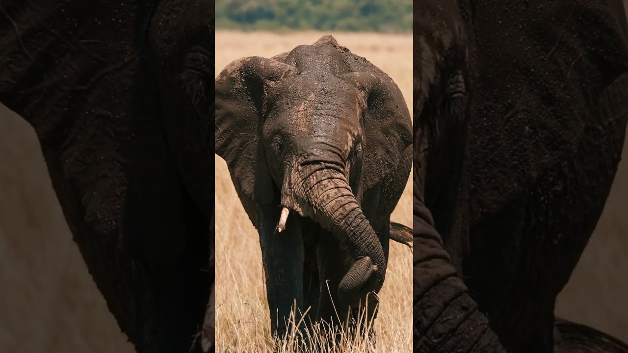 The Secret Language of Elephants
