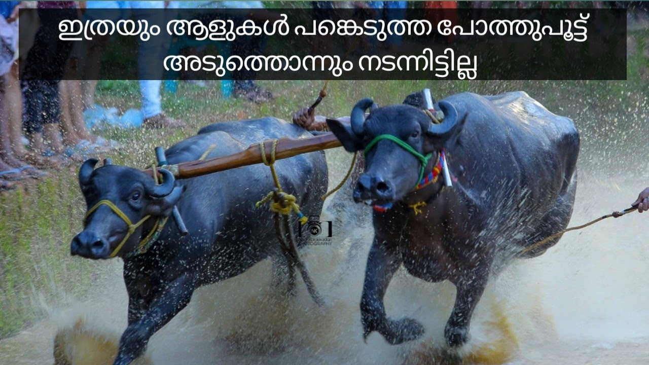ആരവം നിറഞ്ഞ മാട്ടറ പോത്തുപൂട്ട്
