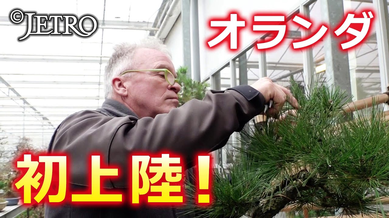 【オランダで黒松が大ブーム！？】 盆栽から新たなステージへ