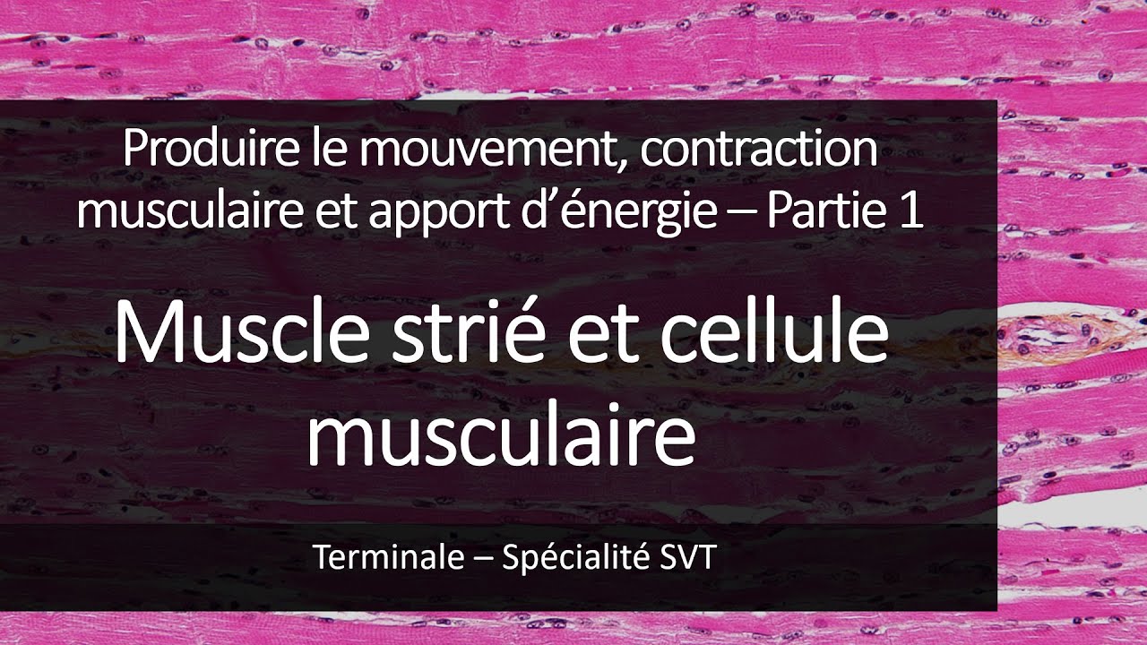 Cours Spé SVT Terminale - Fonctionnement du muscle squelettique