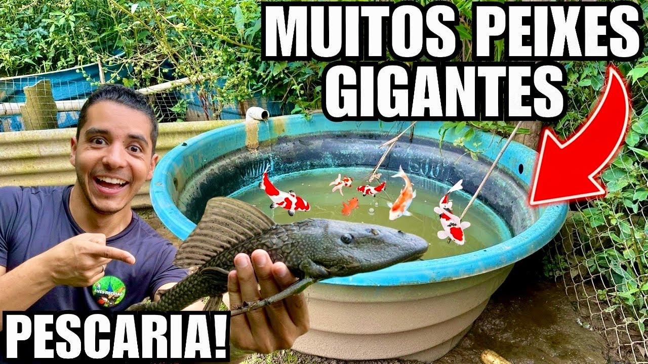 Pegando Peixes Gigantes na Caixa d’água, me surpreendi com o tamanho | Aves Recriar