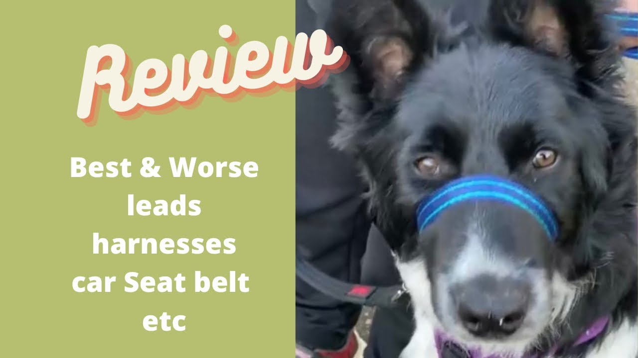 Pros & Cons When Buying Leads, Harnesses, Collar - Which is the best for your dog?