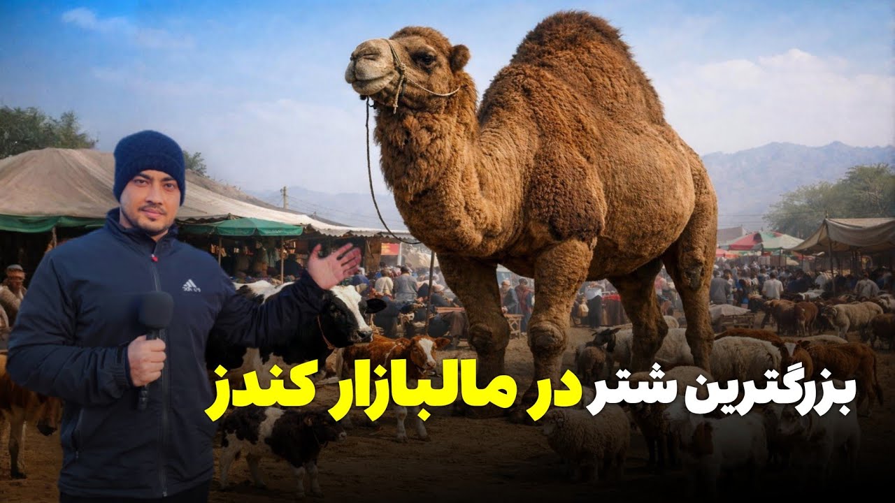 گزارش ویژه از مالبازار مواشی کندز و فروش بزرگترین شتر😱@NavayeKhamoosh 
