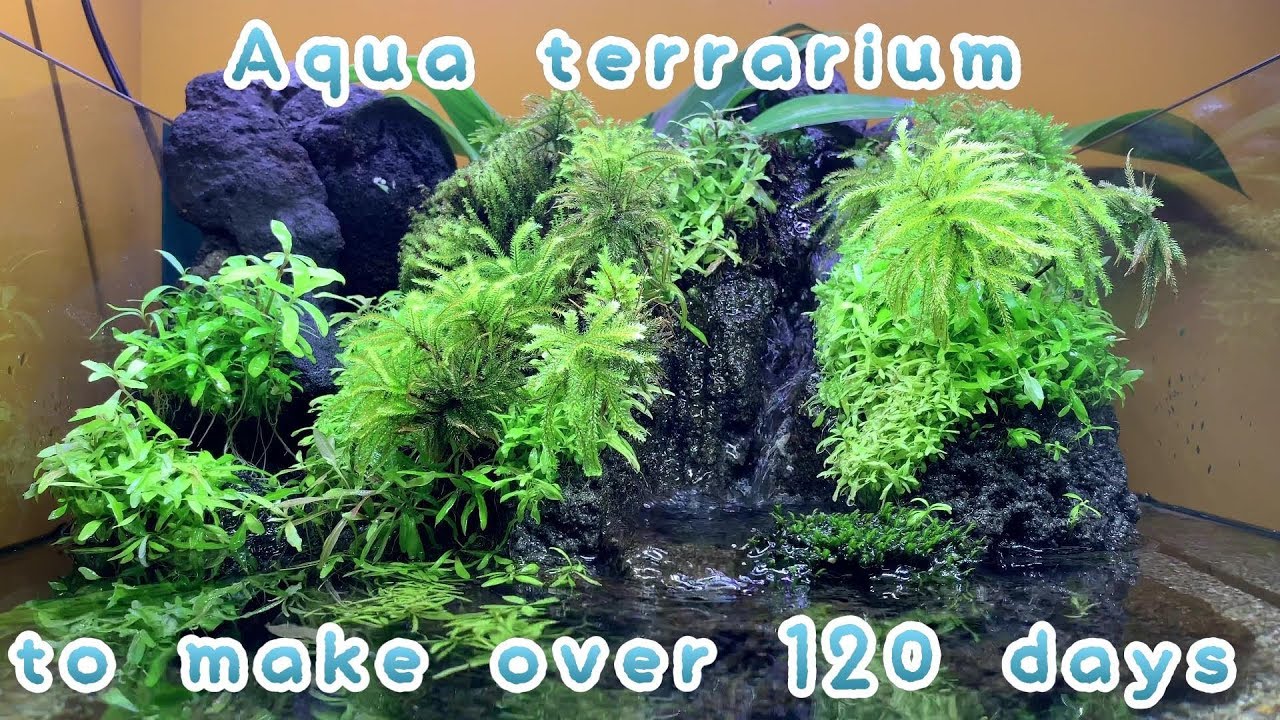 Making of Aquaterrarium to make over 120 days【滝と植物のネイチャーアクアリウム】