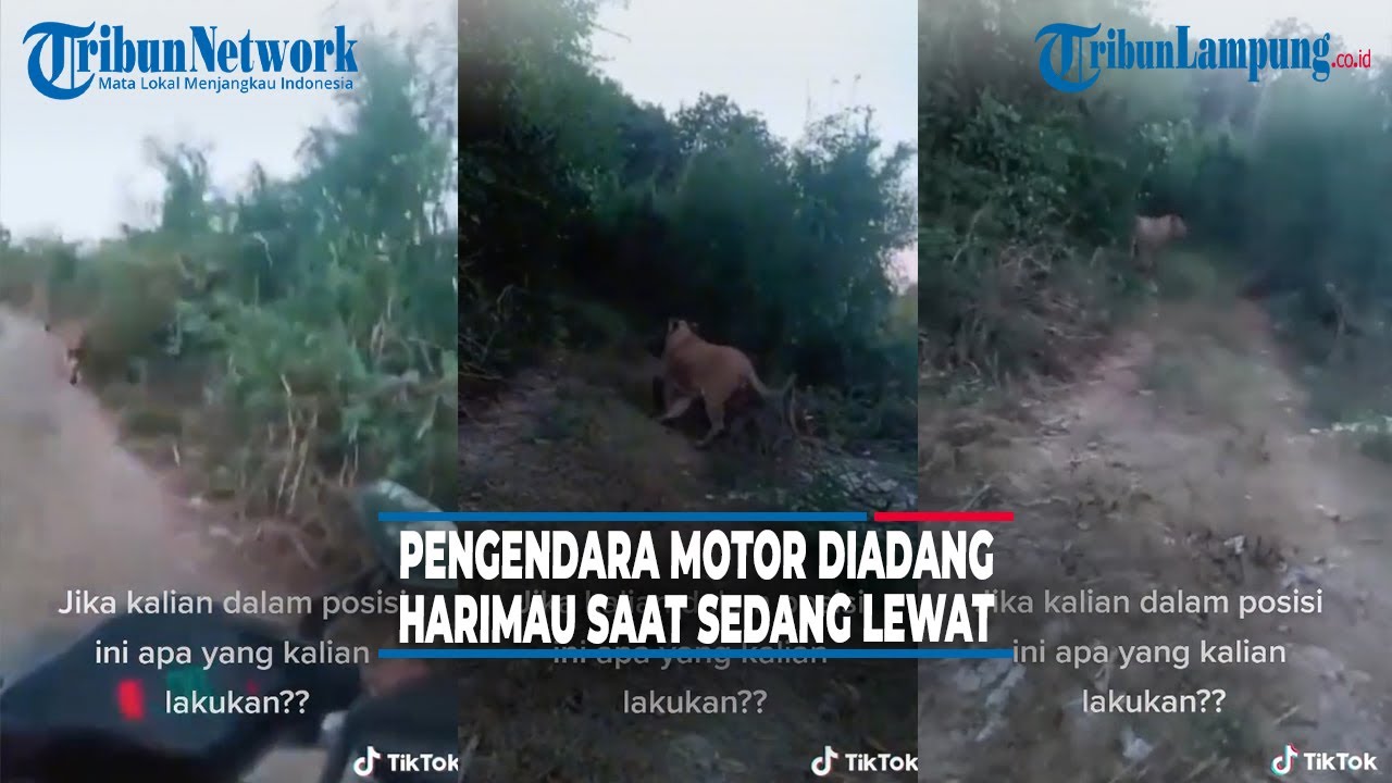 Viral Pengendara Motor Diadang Harimau saat Sedang Lewat, Mendadak jadi Patung