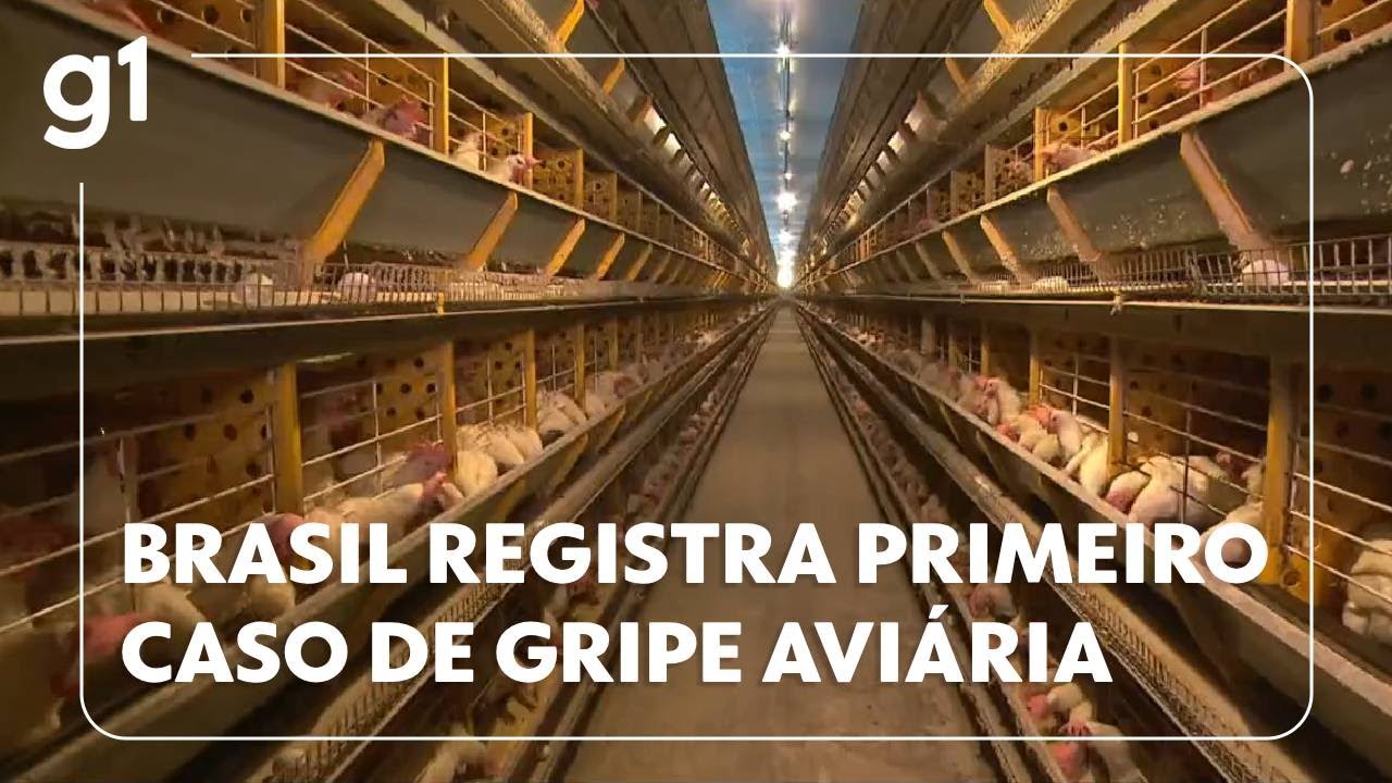 Brasil registra primeiro caso de gripe aviária