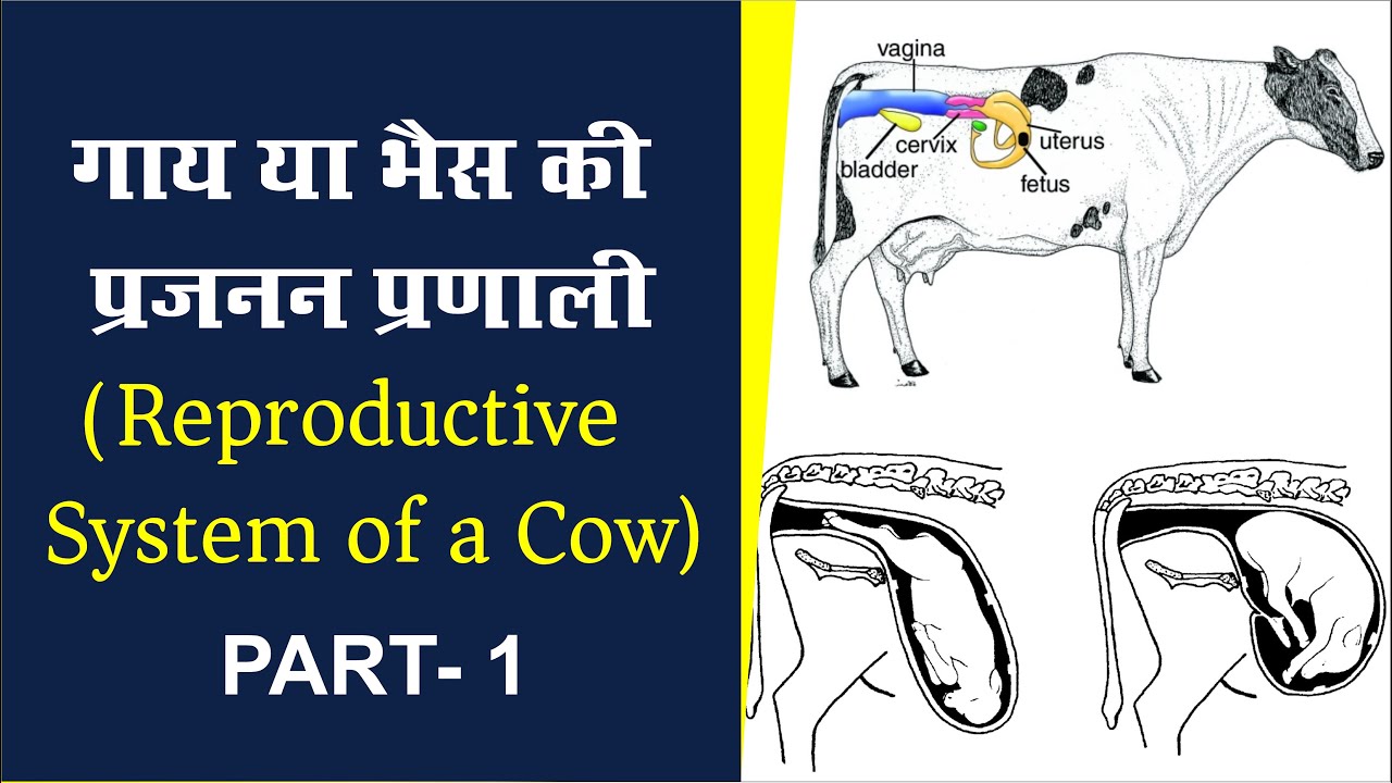 गाय या भैस की प्रजनन प्रणाली | Reproductive System of a Cow