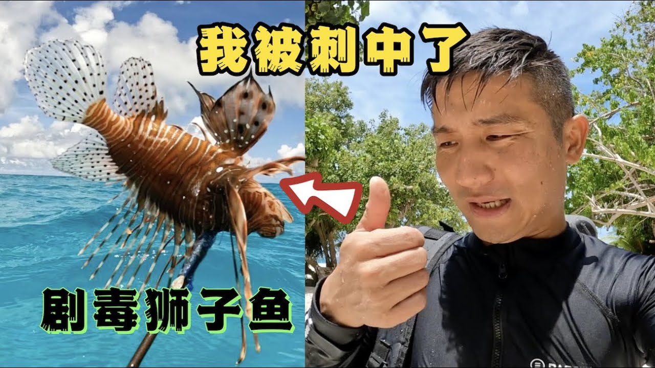 《环球探海记》马尔代夫 第20天：今天我被剧毒的狮子鱼刺中了 #马尔代夫 #赶海 #旅行攻略 #旅行 #旅拍 #狮子鱼#抓龙虾