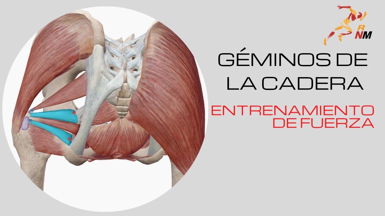 Cadera Géminos