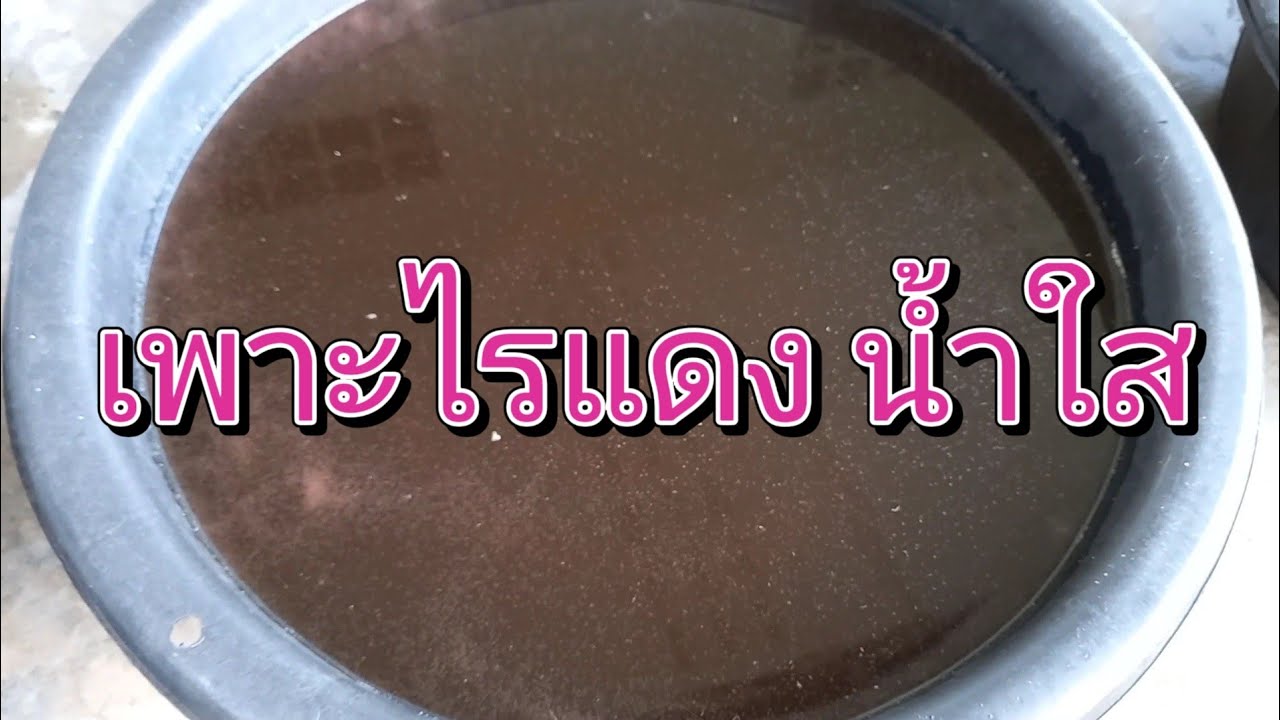 เพาะไรแดงน้ำใส ทำง่ายได้ผลดี