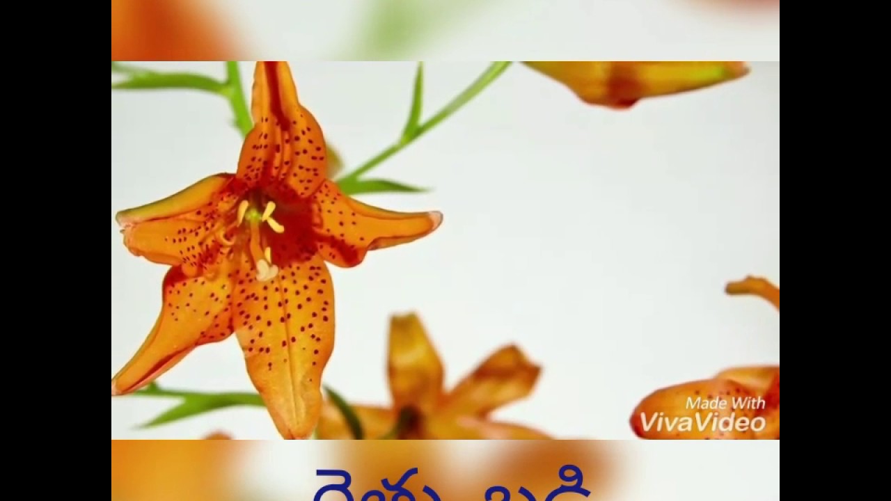 Somu VDR   Raitu badi.    Aaaaa