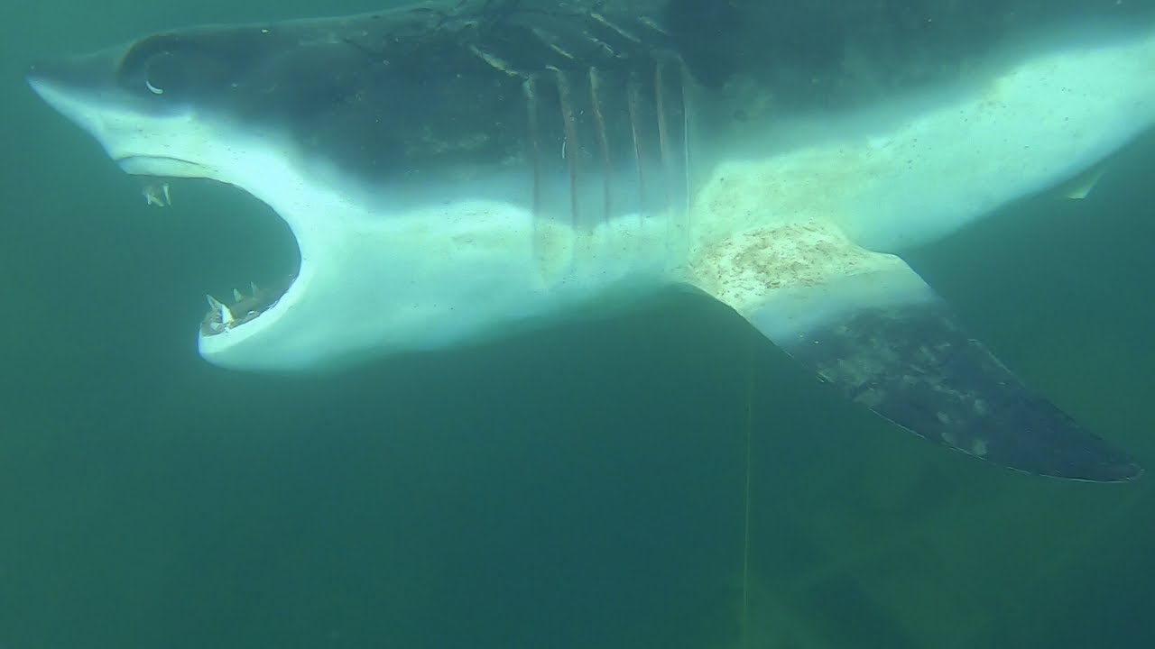 Discovered Shark in Kentucky.