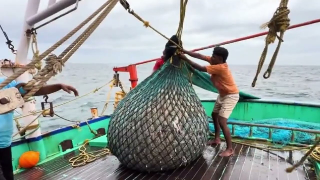 Grande Número de Peixes Capturados em Redes Deixa Pescadores Perplexos, Quantidade Impressionante