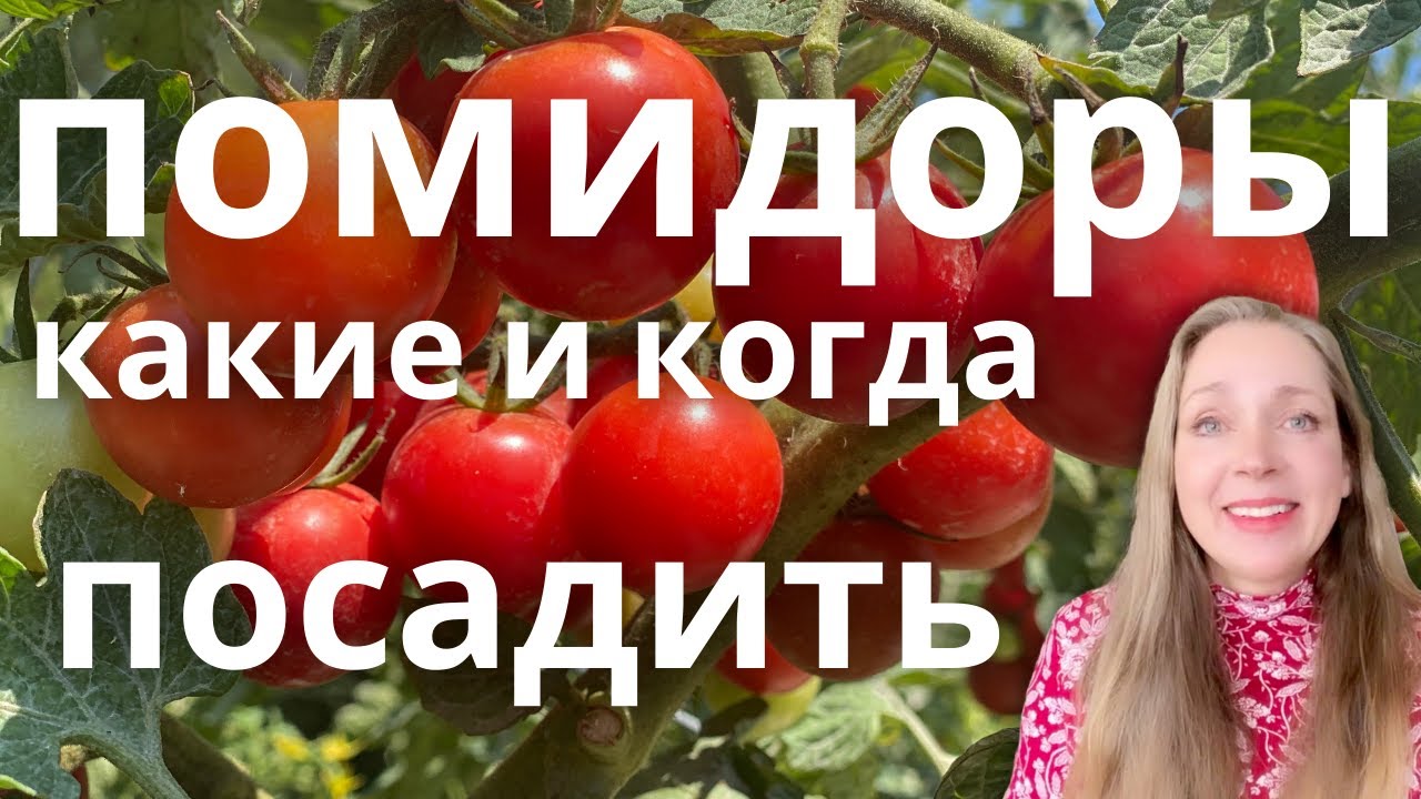 КАКИЕ СОРТА И КОГДА ПОСЕЯТЬ - ПОМИДОРЫ