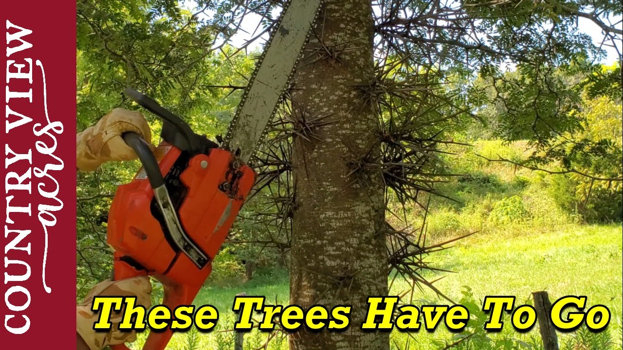 Cutting down Thorn Trees in the Summer is a bad idea.