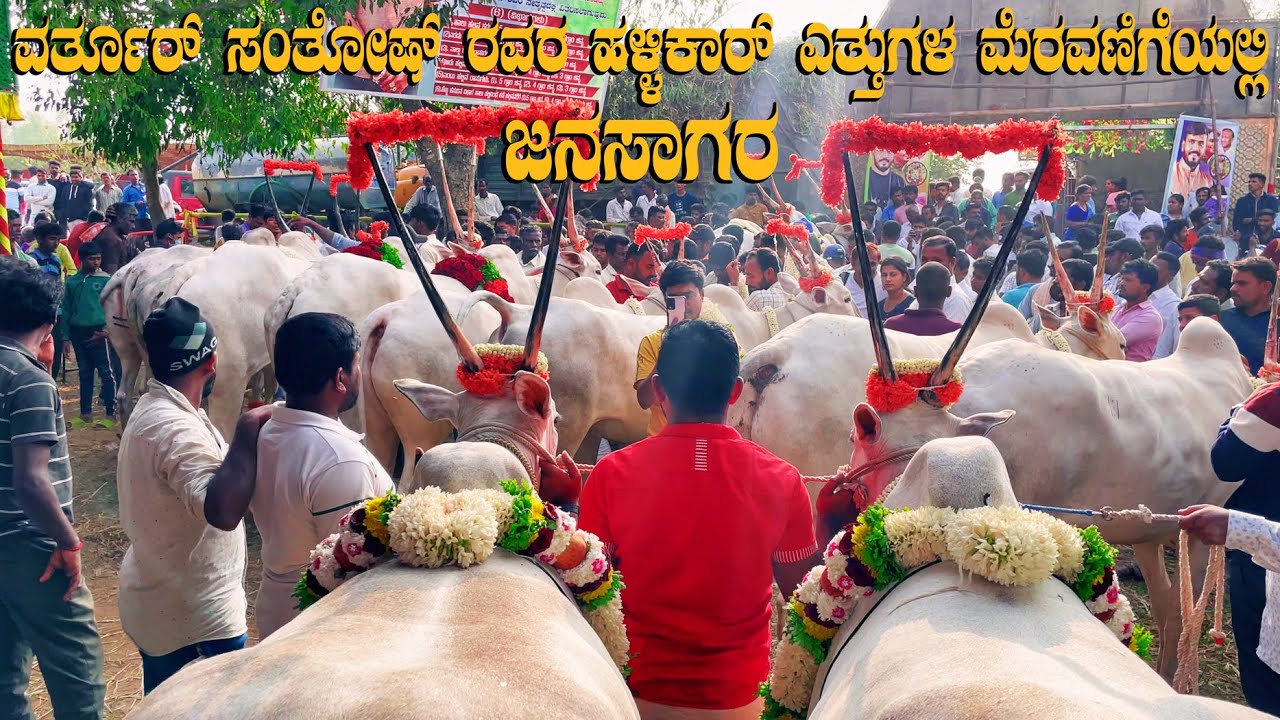 Varthur Santhosh Hallikar Bulls HUGE Procession at Sapalamma Cattle Fair 2023