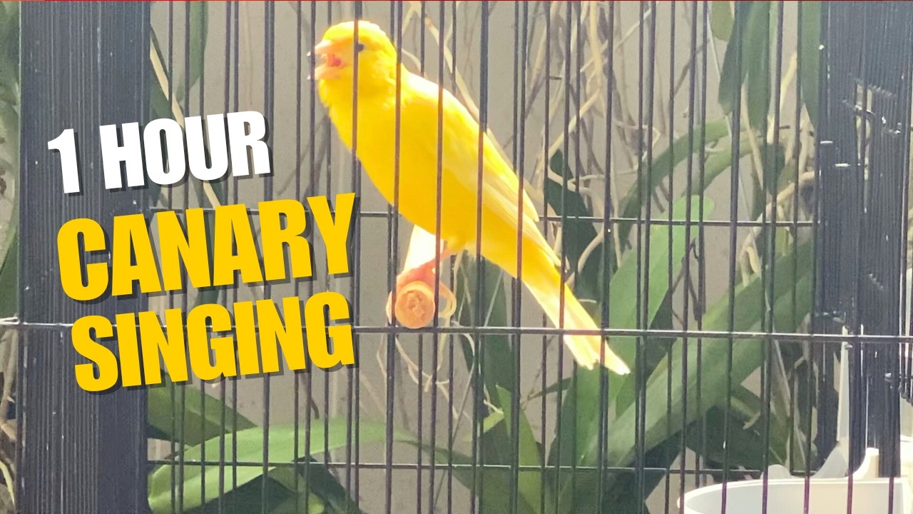1 Hour Canary Bird Singing Sounds | Relaxing Nature Birdsong | Chim Hoàng Yến Hót Hay
