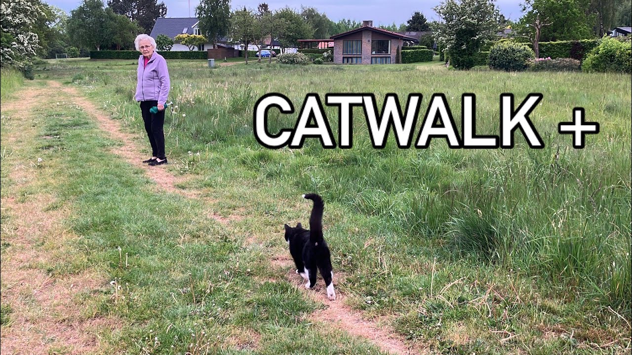 Tuxedo cat on a walk without his brother - or ...?