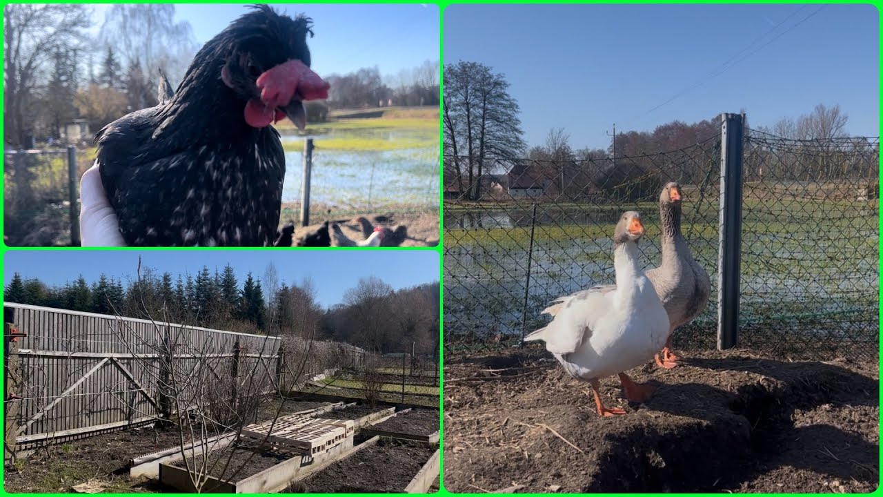 Работа на даче / гуси / куры #гуси #куры #дача #работа #огород #love #duck #shortvideo #short 