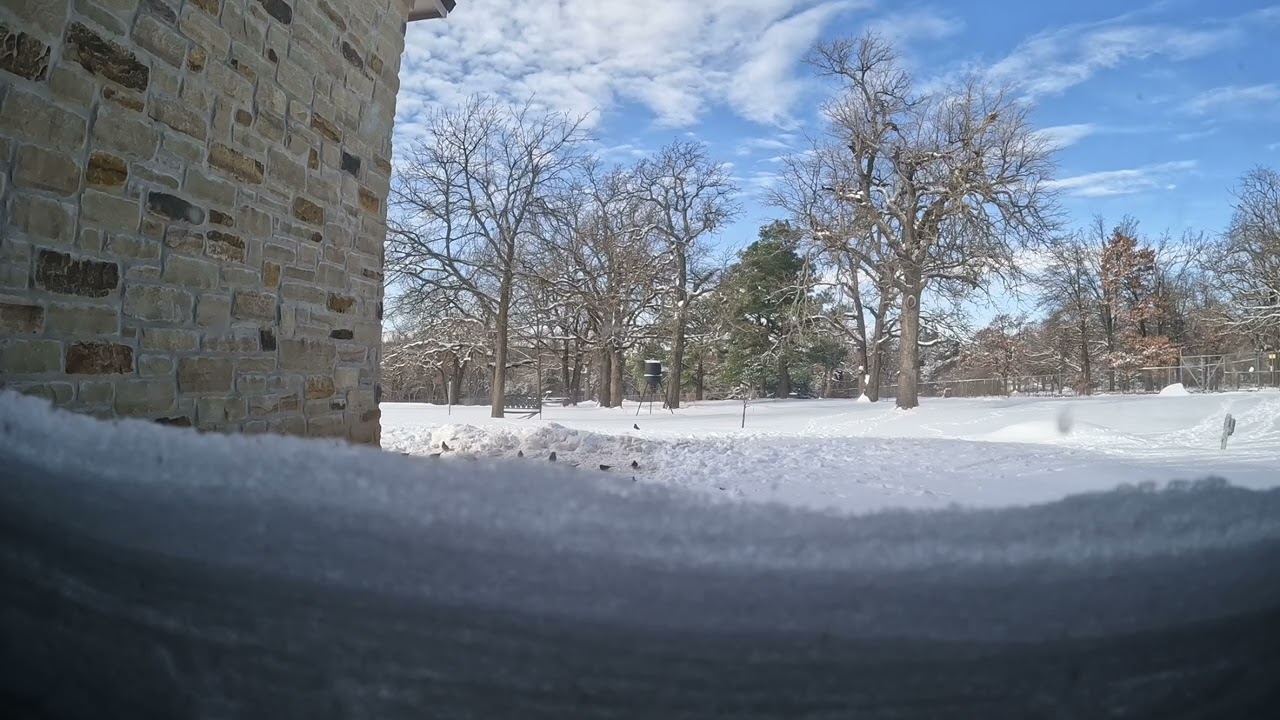 Enjoy The Wildlife In The Snow!