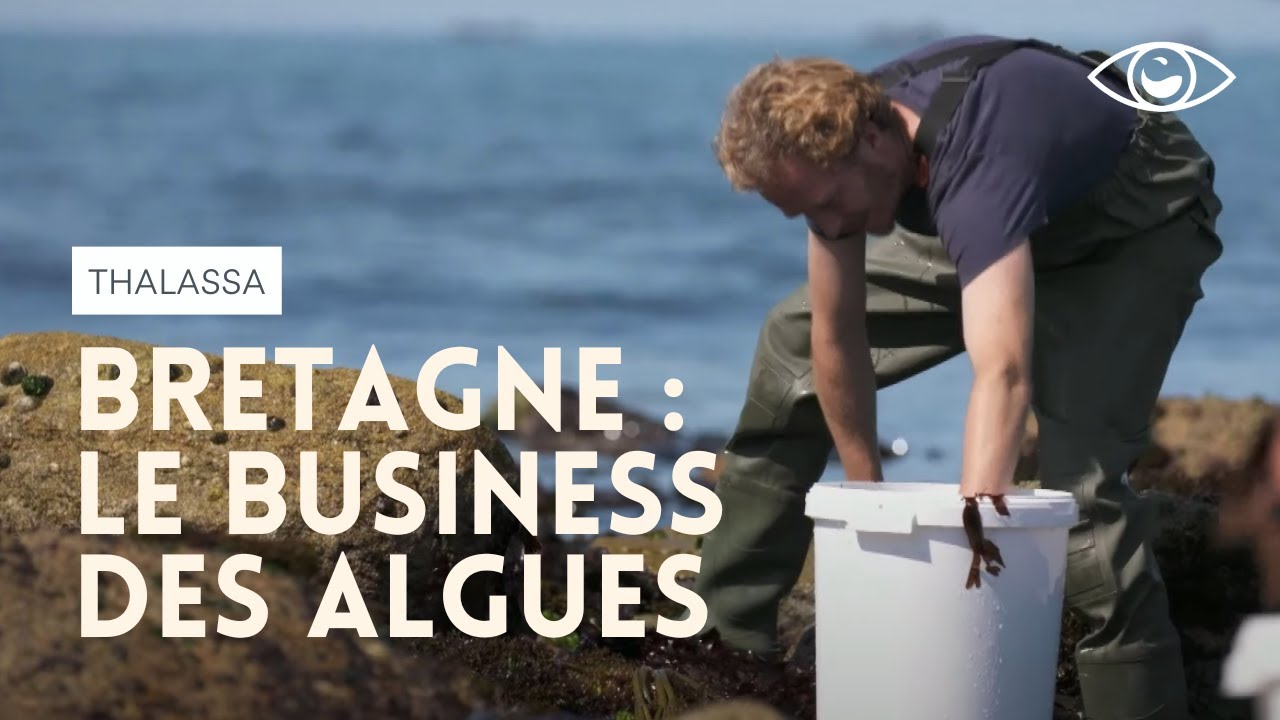 Le business des algues en Bretagne - Thalassa