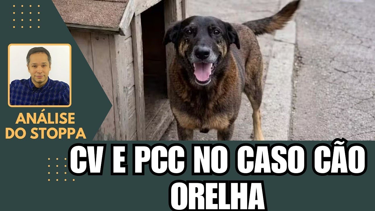 Assassinos do cão orelha estão jurados de morte no Brasil - Análise do Stoppa