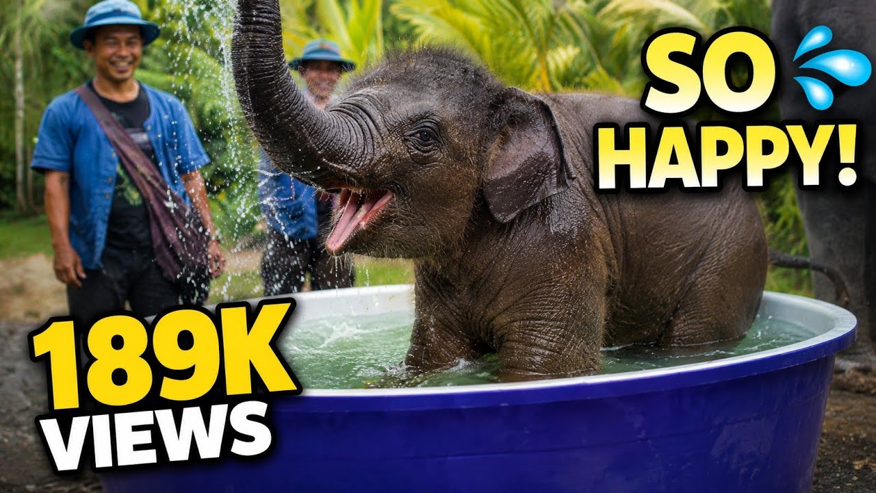 Adorable Elephant Baby Enjoys Water Time and Plays With Human💕 || Funny Animals moments 