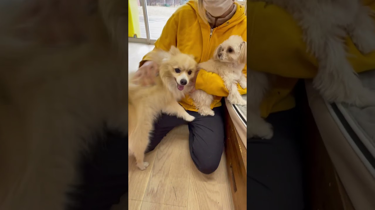 すりすりが止まらないモモちゃん💖